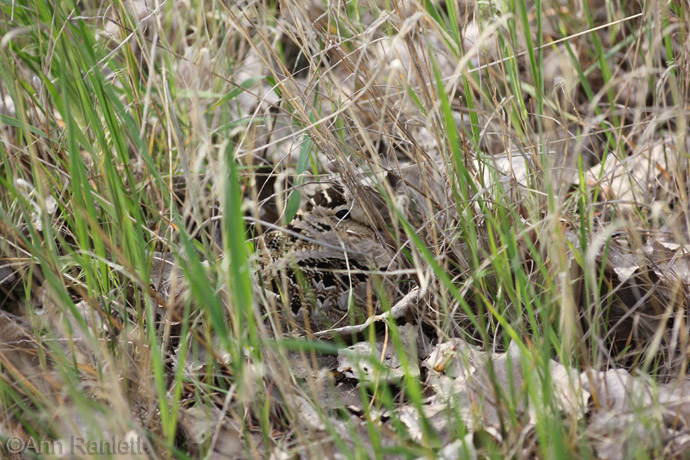 Woodcock