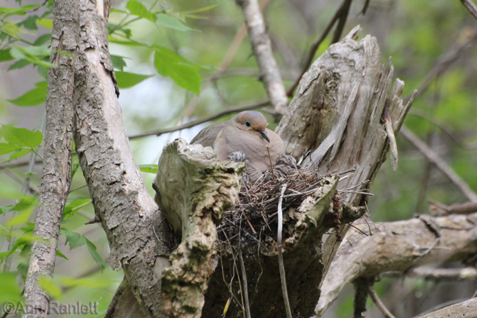 Mourning Dove