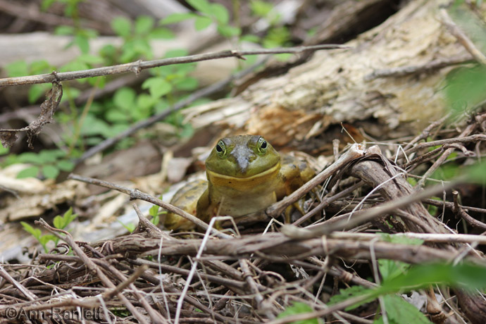 Well, hello, Mr. Bullfrog!