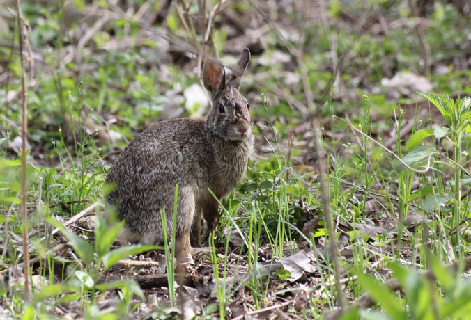 Eastern Cottontail