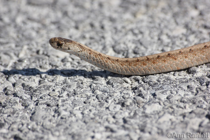 Brown Snake