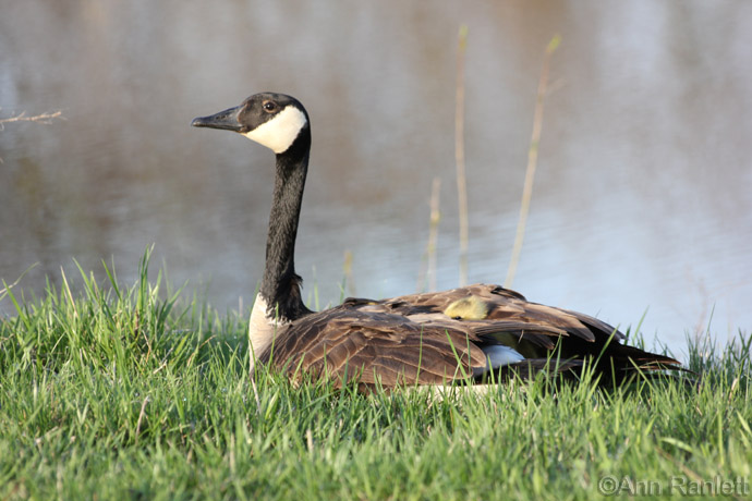 Canada Goose 