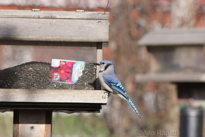 Blue Jay