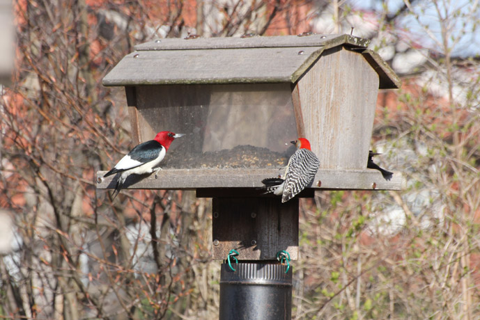 Woodpeckers: Red-headed (left) & Red-bellied (right)
