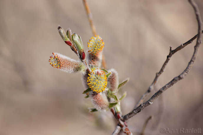 Willow spp.