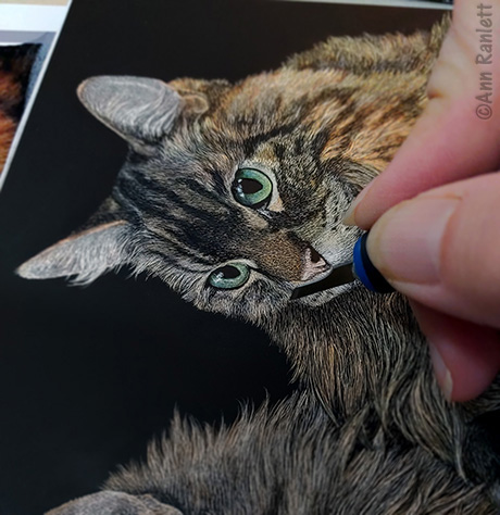 cat portrait in progress