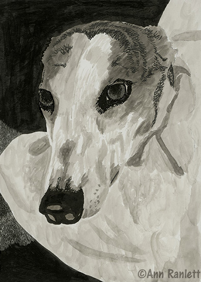 dog portrait in progress